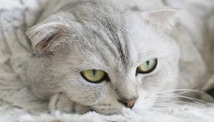 【爆料】糖心vlog突发:明星在今日凌晨被曝曾参与溏心tv,脸红席卷全网